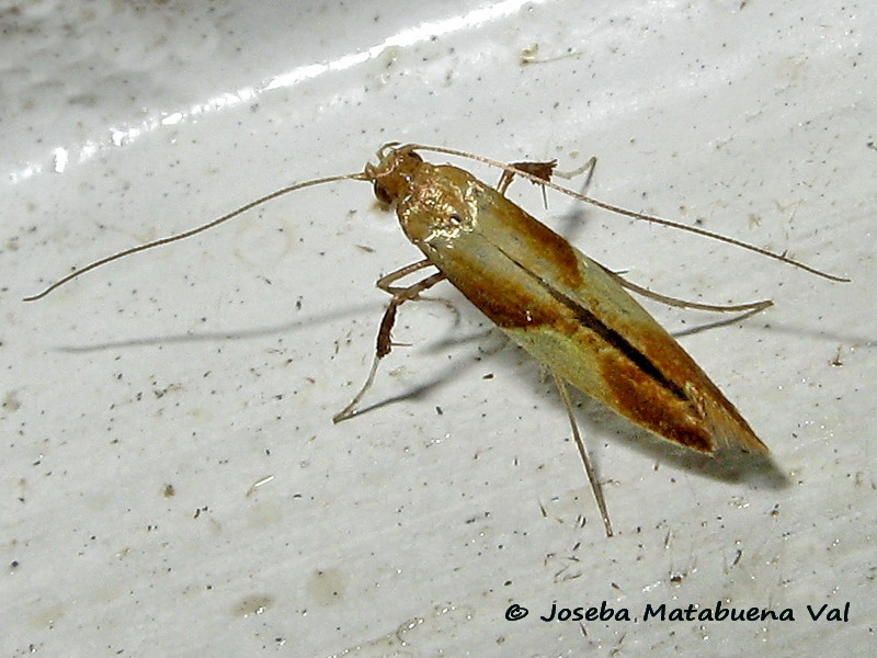 Caloptilia alchimiella - Gracillariidae ?